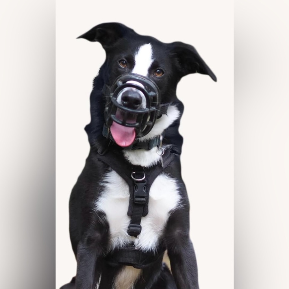 NEW BASKERVILLE ULTRA DOGGIE MUZZEL